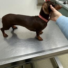 HaZzel - Dachshund