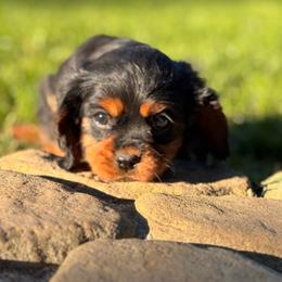 Romeo - Black and tan male Cavalier King Charles Spaniel puppy in California from Tinkerpups
