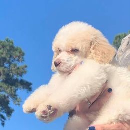 Poodle Puppies from Antigua Standard Poodles