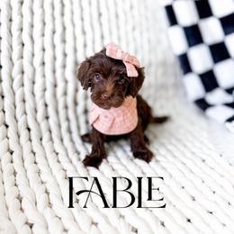 Fable - Chocolate female Goldendoodle puppy in Springville, Utah from Happy Doodle