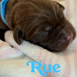 Brown female 2nd pick of 3 - Brown female Newfoundland puppy in Brandenburg, Kentucky from Bluegrass River Newfoundlands