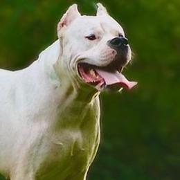 Bane - Dogo Argentino