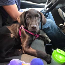 Labrador Retriever Puppies from Loving Loyal Labs