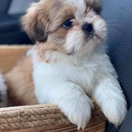 Shih Tzus from Shih Tzu Knots