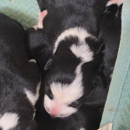 Puppy 4 -Female - Black and white female Border Collie puppy in Danielsville, Georgia from MABorderCollies