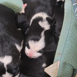 Puppy 4 -Female - Black and white female Border Collie puppy in Danielsville, Georgia from MABorderCollies