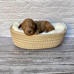 Firework (AKC) - Red  male Poodle puppy in Riverside, California from Red Toy Poodle World