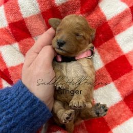 Ginger - Apricot female Goldendoodle puppy in Rienzi, Mississippi from Saddle Hill Farms