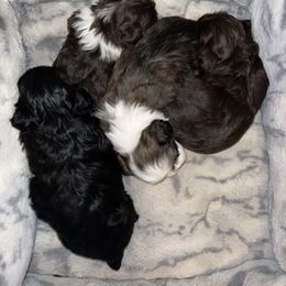 Shih Tzu Puppies from Precious Peekapoo’s and Luxurious Shih Tzu’s
