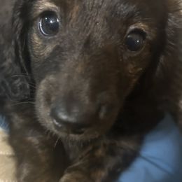 Dachshund Puppies from Lovin’ Li’s Furry Sausages