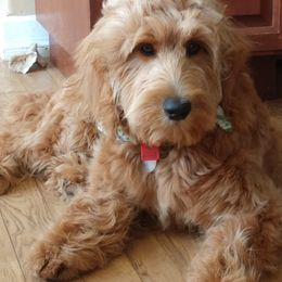 Bernedoodle and Double Doodle Puppies from Cloud Nine Doodles