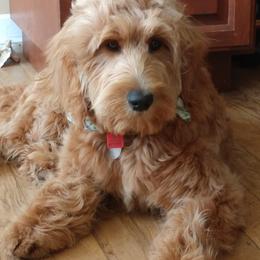 Bernedoodle and Double Doodle Puppies from Cloud Nine Doodles