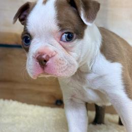 Boston Terrier puppies from Happytails Kennels SC