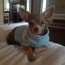 Chihuahuas, Companion Crosses, and Shih Tzus from Purposefully Bred Kennel