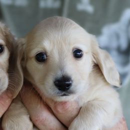 MISOU - Cream female Dachshund puppy in Fort Worth, Texas from Chadwick Farms Mini Dachshunds