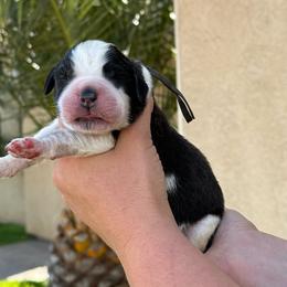 Gray collar - Brown and white male Saint Bernard puppy in Ramona, California from Buendias Ranch Saint Bernards & Bernese Mountain Dogs
