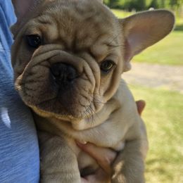 French Bulldog Puppies from OTF Frenchies