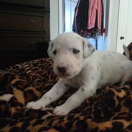 Jane - White and black female Dalmatian puppy in Killeen, Texas from America's Dalmatian Friends