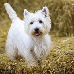 Kimber - West Highland White Terrier