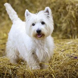 Kimber - West Highland White Terrier