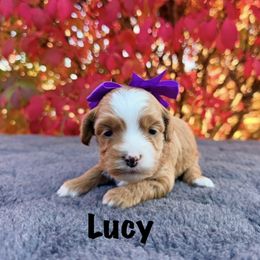 Lucy - Red female Australian Labradoodle puppy in Rochester, Michigan from Monarch Labradoodles