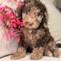 Lily - Parti female Poodle puppy in Salt Lake City, Utah from Puppy Promise