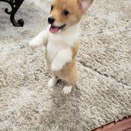 Collies, Pembroke Welsh Corgis, and Shih Tzus from M&J Country Kennels