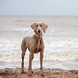 Weimaraners from White Oak Weims