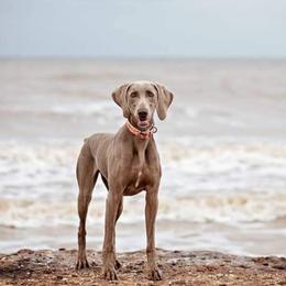 Weimaraners from White Oak Weims
