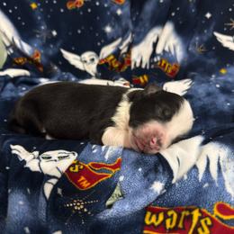 Gilly - Black tri female Miniature Australian Shepherd puppy in Murfreesboro, Tennessee from Skye’s Waggin’ Aussies
