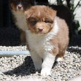 Australian Shepherd Puppies from RisingStar Australian Shepherds