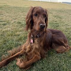 Irish Setter puppies from McClellan Setters