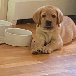 Labrador Retriever Puppies from Lorlyn Labradors