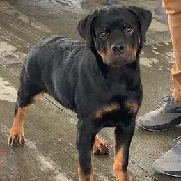 Rottweilers from Moonstone-D’Artagnan Farms