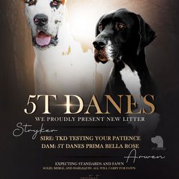 Great Dane puppies from 5T Danes