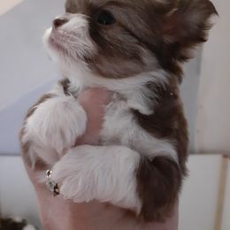 Chihuahua Puppies from Dakota Heart Chihuahuas