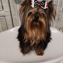 Yorkshire Terrier All Grown Up from Reese's Angelface Yorkies