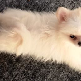 Lola - Cream female Pomeranian puppy in San Diego, California from Socalpoms