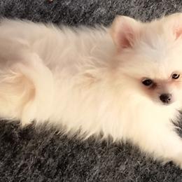 Lola - Cream female Pomeranian puppy in San Diego, California from Socalpoms