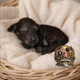 Fancy - Cream female Dachshund puppy in Greenfield, Ohio from Buck Run Creek Dachshunds & Labradors