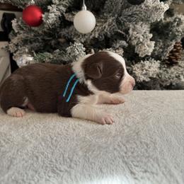 Blue collar - Red & white male Australian Shepherd puppy in Buckeye, Arizona from Wranglin Farms