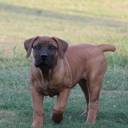 Fresca - Reddish brown female Boerboel puppy in Shawnee, Oklahoma from TXT Boerboels