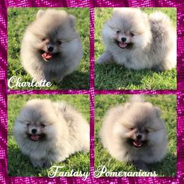 Charlotte - Cream sable female Pomeranian puppy in Anna, Texas from Fantasy Pomeranians & Fantasy Aussies