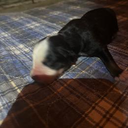 Dora - Black tri-color female Australian Shepherd puppy in Lynnville, Indiana from Moonlightaussies