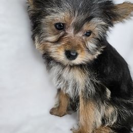 Yorkshire Terrier Puppies from Lady A's Yorkies