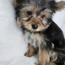 Yorkshire Terrier Puppies from Lady A's Yorkies