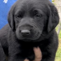 Labrador Retriever Puppies from Fetchmoore’s Labrador Retrievers