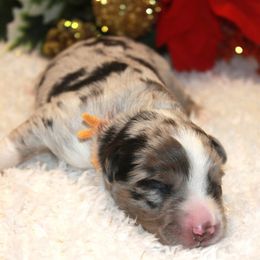 Raider - Blue merle male Miniature Australian Shepherd puppy in Ionia, Iowa from Sapphire Stables