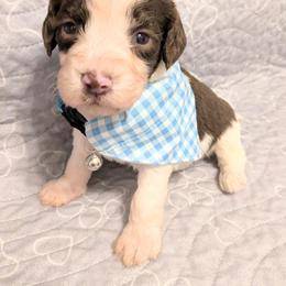 Rocky - Brown and white male Aussiedoodle puppy in Pamplin, Virginia from Hope & Joy Acres