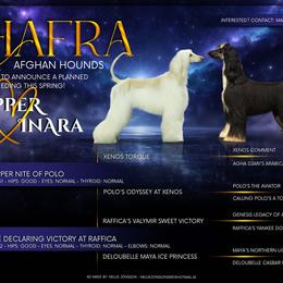 Afghan Hound puppies from Khafra Afghan Hounds